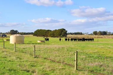 Livestock For Sale - VIC - Winslow - 3281 - Productive highly improved outpaddock or lifestyle opportunity!  (Image 2)