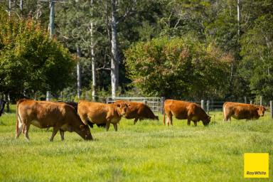 Lifestyle For Sale - NSW - Crawford River - 2423 - River Flats with a View  (Image 2)