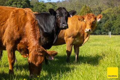 Lifestyle For Sale - NSW - Crawford River - 2423 - Lyndale - A Rare River Property of Exceptional Distinction  (Image 2)