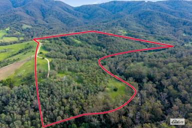 Acreage/Semi-rural For Sale - NSW - Bemboka - 2550 - MOTHER NATURE'S FAVOURITE - A STUNNING BEMBOKA RIVER HOLDING  (Image 2)