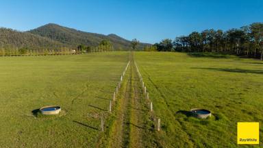 Lifestyle For Sale - NSW - Crawford River - 2423 - 80 Acres of Productive River Flats - Crawford River  (Image 2)