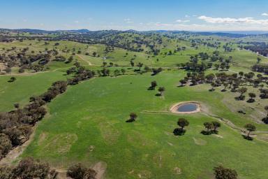 Mixed Farming For Sale - NSW - Cootamundra - 2590 - PREMIUM MIXED FARMING AND GRAZING ON THE SOUTH WEST SLOPES  (Image 2)