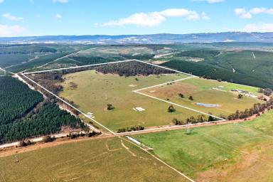 Other (Rural) For Sale - VIC - Flynns Creek - 3844 - Grazing, Lifestyle & Future Potential  (Image 2)
