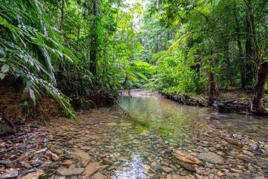 House For Sale - QLD - Daintree - 4873 - Impressive property in the heart of the Daintree.  (Image 2)