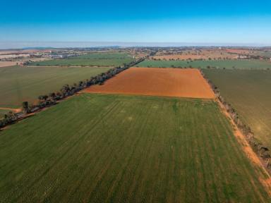 Mixed Farming Auction - NSW - Junee - 2663 - Boambee - Prestigious master built 4 – 5 bedroom residence  (Image 2)