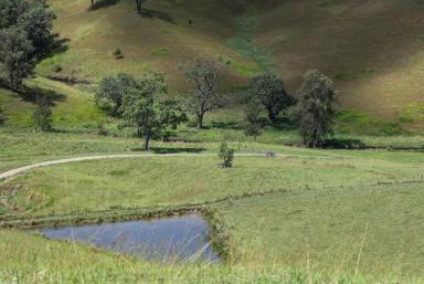 Livestock Auction - NSW - Kempsey - 2440 - Pee Dee Creek - A productive & proven cattle operation  (Image 2)