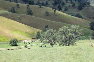 Livestock Auction - NSW - Kempsey - 2440 - Pee Dee Creek - A productive & proven cattle operation  (Image 2)