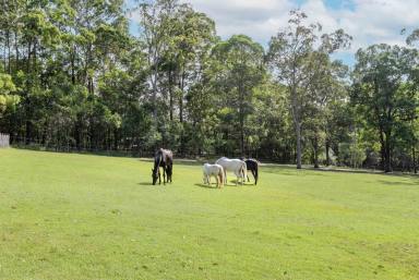House For Sale - QLD - Pomona - 4568 - A Private Hinterland Retreat Created for Horses and Lifestyle Living  (Image 2)
