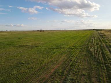 Commercial Farming For Lease - VIC - Bael Bael - 3579 - Rural Lease of 1917 acres in Northern Victoria  (Image 2)
