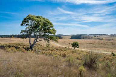 Lifestyle Auction - NSW - Goulburn - 2580 - 100 Acres with Building Entitlement!  (Image 2)