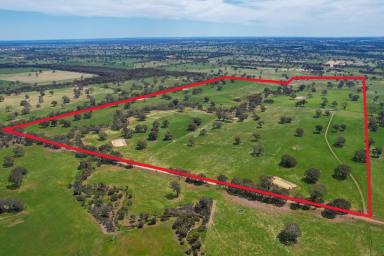 Residential Block For Sale - VIC - Cavendish - 3314 - PRIME GRAZING COUNTRY  (Image 2)