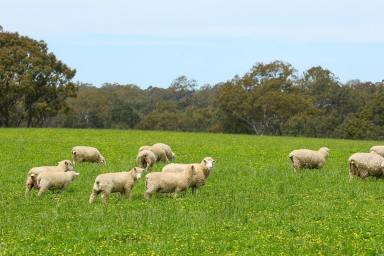 Residential Block For Sale - VIC - Cavendish - 3314 - PRIME GRAZING COUNTRY  (Image 2)