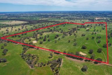 Livestock For Sale - VIC - Cavendish - 3314 - PRIME GRAZING COUNTRY  (Image 2)