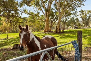 Acreage/Semi-rural For Sale - SA - Mount Barker Summit - 5251 - Hills Estate with Equestrian Excellence  (Image 2)