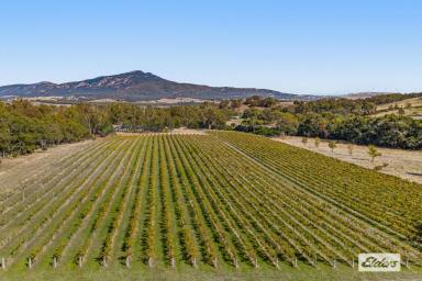 Lifestyle For Sale - VIC - Mount Cole - 3377 - Mountainside Wines - Lifestyle, Income & Escape at the Foot of Mount Cole  (Image 2)