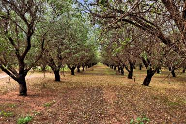 House For Sale - VIC - Red Cliffs - 3496 - Ideal Rural Living  (Image 2)