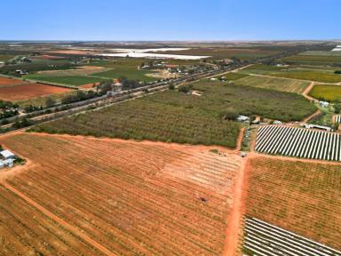 Horticulture For Sale - VIC - Red Cliffs - 3496 - Ready and Waiting for you.  (Image 2)