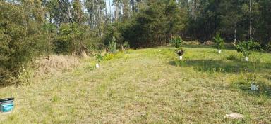 Lifestyle For Sale - NSW - Nymboida - 2460 - 'LORIEN VALLEY' - 100 ACRES OF SECLUSION  (Image 2)