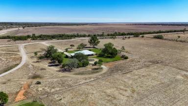 Mixed Farming For Sale - NSW - Bourke - 2840 - WARTER, LIFESTYLE AND MIXED FARMING ON THE DARLING RIVER  (Image 2)