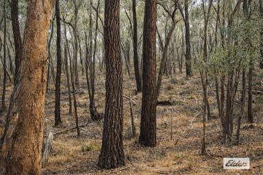 Residential Block For Sale - VIC - Emu Creek - 3551 - 5 Acres Close to Strathfieldsaye  (Image 2)