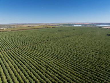 Horticulture For Sale - SA - Murtho - 5340 - Unprecedented opportunity comprising five highly productive assets  (Image 2)