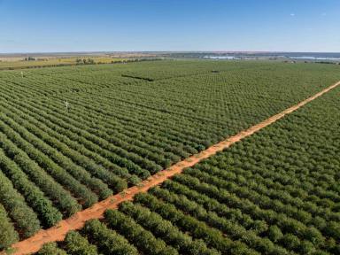 Horticulture For Sale - SA - Murtho - 5340 - Unprecedented opportunity comprising five highly productive assets  (Image 2)