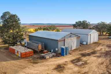 Cropping For Sale - QLD - Allora - 4362 - Versatile Creek Frontage Holding with Extensive Infrastructure!  (Image 2)