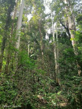 Residential Block For Sale - QLD - Bridges - 4561 - Rare 19-Acre Hinterland Escape Off-Grid Living with Creek, Views & Endless Potential  (Image 2)