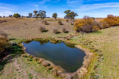 Mixed Farming For Sale - NSW - Taralga - 2580 - Premium Basalt Grazing | Scale & Security  (Image 2)