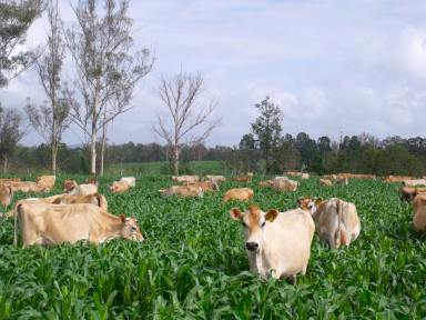 Mixed Farming For Sale - NSW - Kyogle - 2474 - HIGHLY PRODUCTIVE PROPERTY WITH WATER SECURITY  (Image 2)