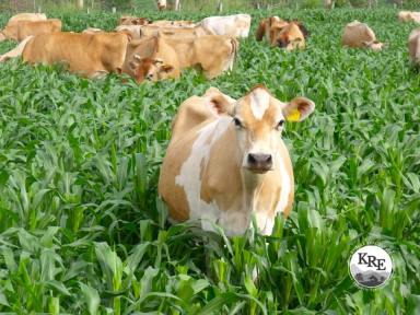 Mixed Farming For Sale - NSW - Kyogle - 2474 - HIGHLY PRODUCTIVE PROPERTY WITH WATER SECURITY  (Image 2)