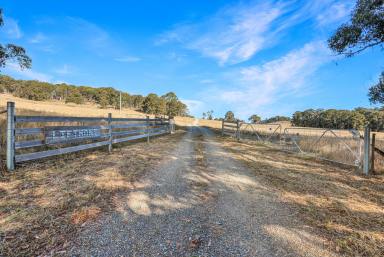 Lifestyle For Sale - NSW - Niangala - 2354 - PRODUCTIVE LIFESTYLE ESCAPE (Image 2)