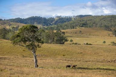 Other (Rural) For Sale - NSW - Gloucester - 2422 - "Belvedere Valle"  (Image 2)
