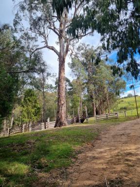 Lifestyle For Sale - VIC - Merrijig - 3875 - Rare & Unique Hidden Gem  (Image 2)