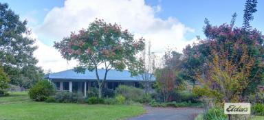 Acreage/Semi-rural For Sale - NSW - Caparra - 2429 - SECURE WATER. FERTILE SOIL. EXCELLENT INFRASTRUCTURE  (Image 2)