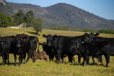 Lifestyle Auction - NSW - Gloucester - 2422 - Tarnwar Park (Image 2)