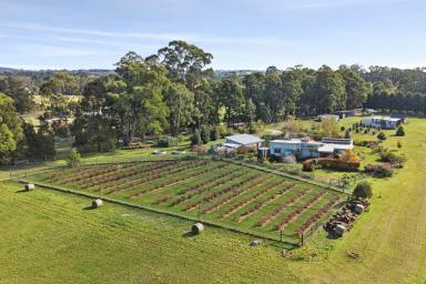 House For Sale - VIC - Trentham - 3458 - 'Little Farm' – A Rare Country Escape with Organic Soul, Lifestyle Appeal & Endless Possibility  (Image 2)
