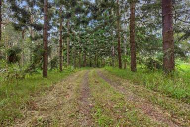 Acreage/Semi-rural For Sale - QLD - Wolvi - 4570 - Off-Grid Lifestyle Property (Image 2)