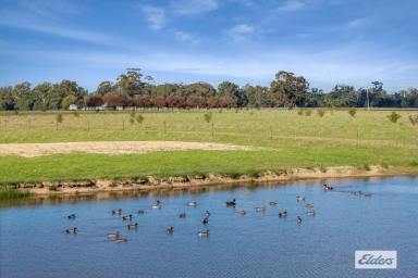 House For Sale - VIC - Newbridge - 3551 - Spectacular Loddon River Frontage, 46.21Hectares / 114 Acres  (Image 2)