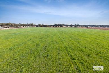 Residential Block For Sale - VIC - Newbridge - 3551 - Productive Farm Land – 3 Adjoining Titles, Lots 14, 15 & 15A Corner Wimmera Hwy and Ryan Street, Newbridge (Image 2)