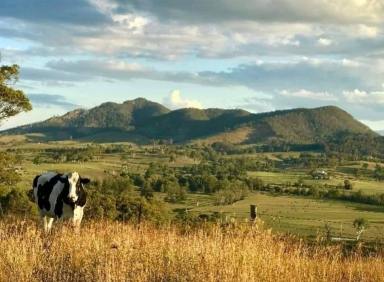 Lifestyle For Sale - NSW - Gloucester - 2422 - Idyllic 78-Acre Lifestyle Retreat with River Frontage  (Image 2)