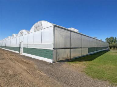 Horticulture For Sale - QLD - Alloway - 4670 - HYDROPONIC ENTERPRISE WITH HOME FOR SALE  (Image 2)