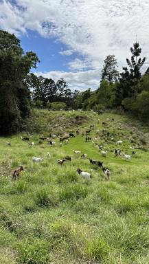 Business For Sale - NSW - Byron Bay - 2481 - Profitable Eco Vegetation Management Business, Northern NSW (Image 2)