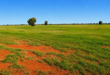 Mixed Farming For Sale - NSW - Nyngan - 2825 - 759 Acre Grazing & Mixed Farming Property with Strong Income Potential Nyngan District  (Image 2)