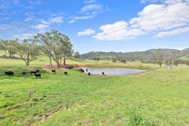 Mixed Farming For Sale - NSW - Dungowan - 2340 - Locality, Versatility & Well Improved  (Image 2)