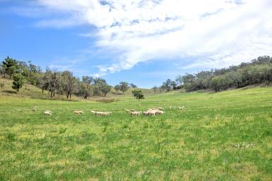 Mixed Farming Auction - NSW - Dungowan - 2340 - Locality, Versatility & Well Improved  (Image 2)