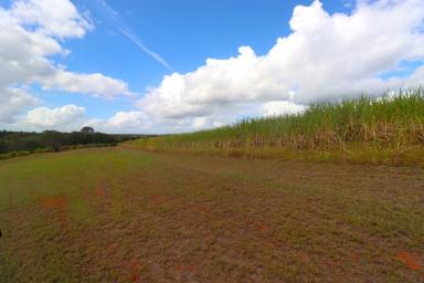 Residential Block For Sale - QLD - South Isis - 4660 - RARE RED SOIL ACREAGE - A STONE'S THROW FROM CHILDERS  (Image 2)