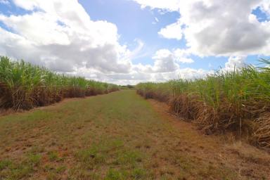 Residential Block For Sale - QLD - South Isis - 4660 - RARE RED SOIL ACREAGE - A STONE'S THROW FROM CHILDERS  (Image 2)