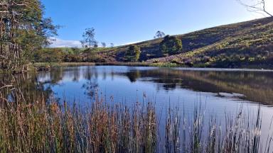 Other (Rural) For Sale - TAS - Barrington - 7306 - Open the Gate to Opportunity - 49 Hectares of Agricultural Land  (Image 2)