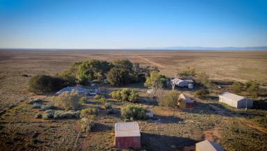Livestock For Sale - SA - Port Davis - 5540 - 'Enderley' - Where lifestyle meets the farm!  (Image 2)